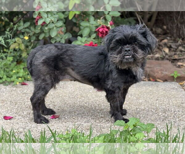 Medium Photo #1 Shih Tzu Puppy For Sale in PIPE CREEK, TX, USA