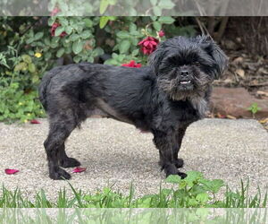 Shih Tzu Dogs for adoption in PIPE CREEK, TX, USA