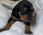 Puppy Puppy 7 Black and Tan Coonhound-Bluetick Coonhound Mix
