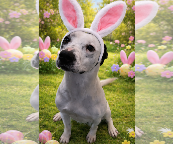 Medium Photo #1 Mutt Puppy For Sale in Sistersville, WV, USA