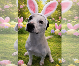 Mutt Dogs for adoption in Sistersville, WV, USA