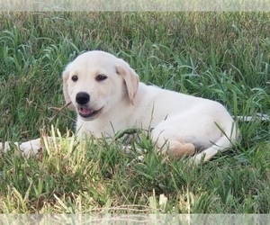 Labrador Retriever Puppy for sale in WILLIAMSBURG, CO, USA