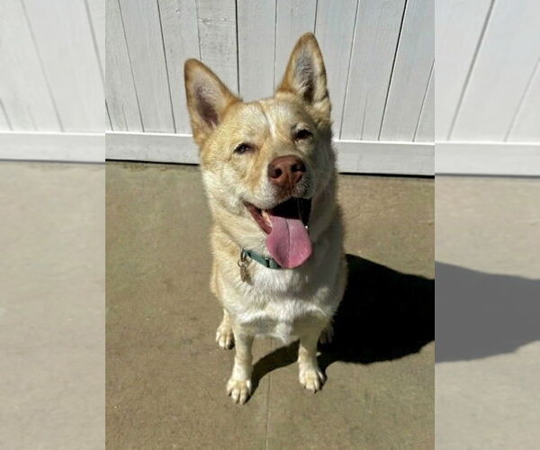 Medium Photo #1 Siberian Husky-Unknown Mix Puppy For Sale in Newport Beach, CA, USA