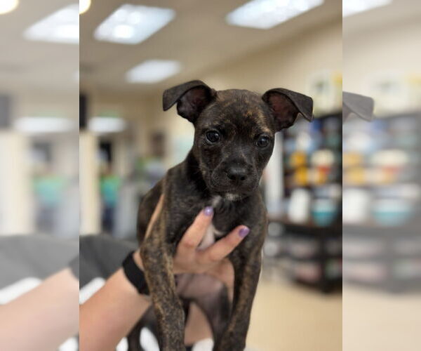 Medium Photo #4 Boston Terrier-Unknown Mix Puppy For Sale in Mundelein, IL, USA