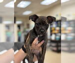 Small #3 Boston Terrier Mix