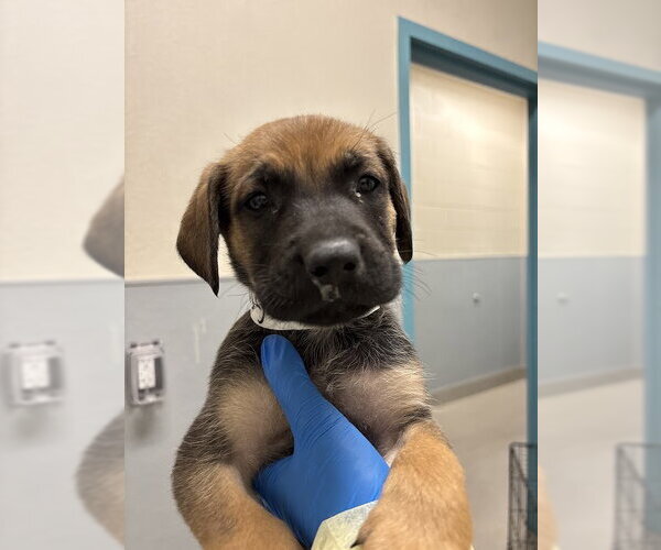 Medium Photo #1 German Shepherd Dog-Unknown Mix Puppy For Sale in Las Vegas, NV, USA