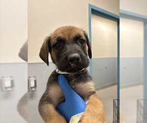 German Shepherd Dog-Unknown Mix Dogs for adoption in Las Vegas, NV, USA