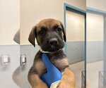 Small German Shepherd Dog Mix