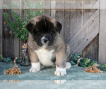 Small Photo #7 Akita Puppy For Sale in MILLERSBURG, OH, USA