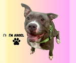 Small #5 American Pit Bull Terrier