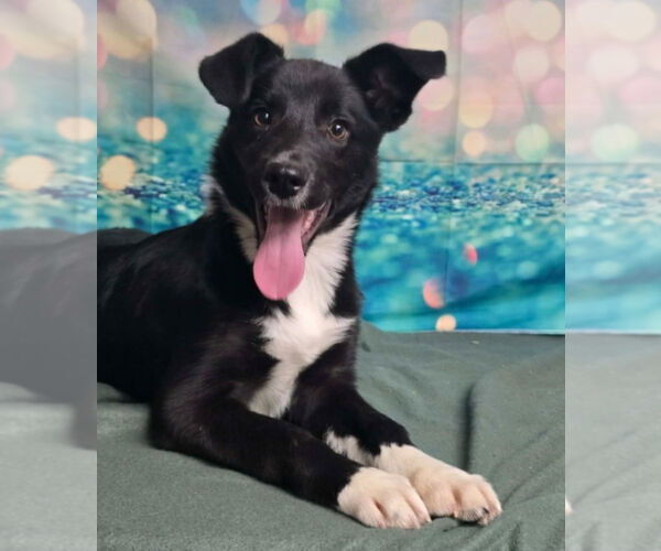Medium Photo #1 Border Collie-Unknown Mix Puppy For Sale in Lakewood, CO, USA