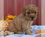 Small Photo #4 Poodle (Miniature) Puppy For Sale in WOODWARD, PA, USA