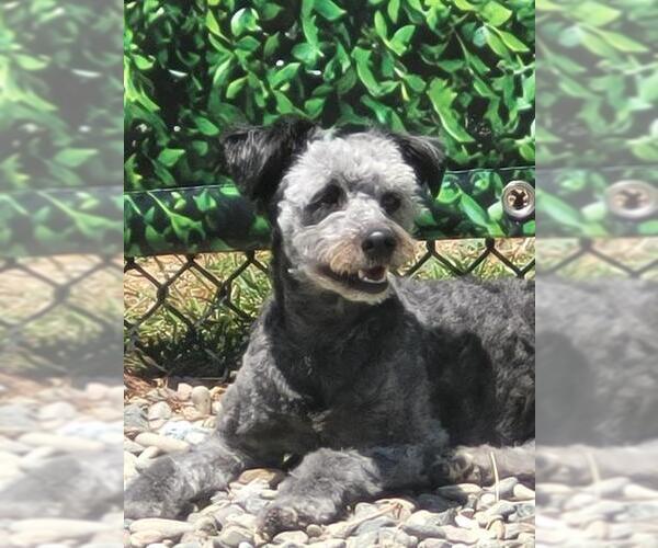 Medium Photo #1 Poodle (Miniature)-Unknown Mix Puppy For Sale in Santa Cruz, CA, USA