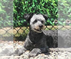 Poodle (Miniature)-Unknown Mix Dogs for adoption in Santa Cruz, CA, USA