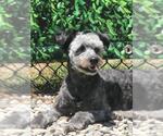 Small Poodle (Miniature) Mix