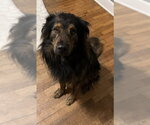 Small #2 Australian Shepherd-Chow Chow Mix