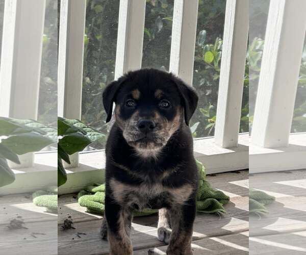 Medium Photo #3 Rottweiler-Unknown Mix Puppy For Sale in Mount Pleasant, SC, USA