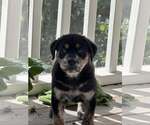Small #2 Rottweiler Mix