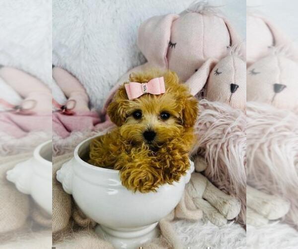 Medium Photo #21 Maltipoo Puppy For Sale in MIAMI BEACH, FL, USA