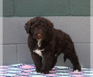 Portuguese Water Dog Puppy for sale in FREDERICKSBURG, OH, USA