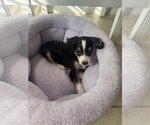 Small #1 Bernese Mountain Dog-Poodle (Miniature) Mix