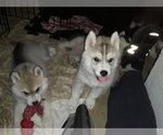 Small Photo #4 Siberian Husky Puppy For Sale in LA VERNE, CA, USA