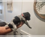 Small Photo #3 German Shorthaired Pointer Puppy For Sale in EDGEMOOR, SC, USA