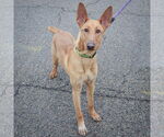 Small #3 Basenji-Ibizan Hound Mix