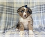 Small #4 Miniature Australian Shepherd
