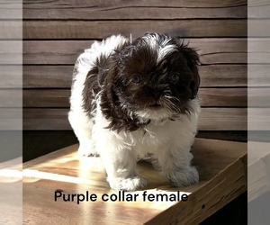 Shih Tzu Puppy for sale in CHICO, CA, USA