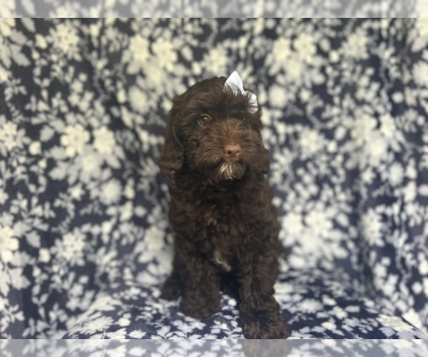 Medium Photo #6 Cock-A-Poo Puppy For Sale in LAKELAND, FL, USA