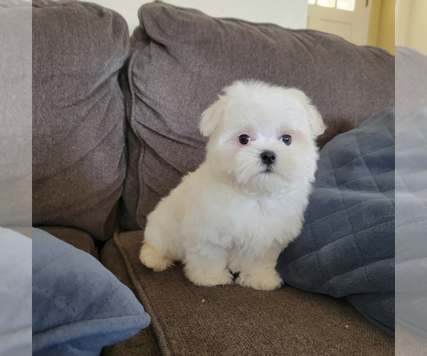 Medium Photo #1 Maltese Puppy For Sale in SANTA CLARITA, CA, USA