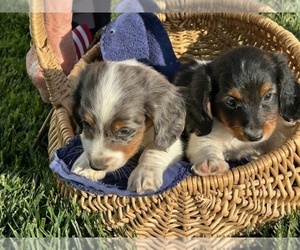 Dachshund Puppy for sale in WILEY, CO, USA