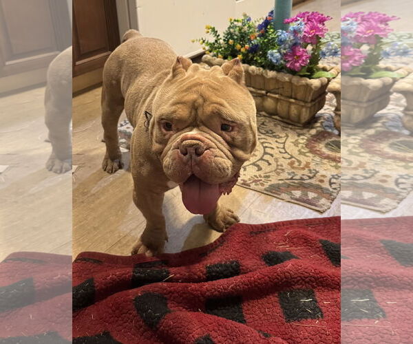 Medium Photo #1 Bulldog-Unknown Mix Puppy For Sale in Royal Palm Beach, FL, USA