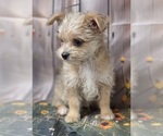 Small #6 Chorkie-Yorkshire Terrier Mix