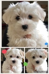 Maltese Puppy for sale in CASEYVILLE, IL, USA