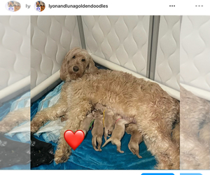 Mother of the Goldendoodle (Miniature) puppies born on 01/26/2024
