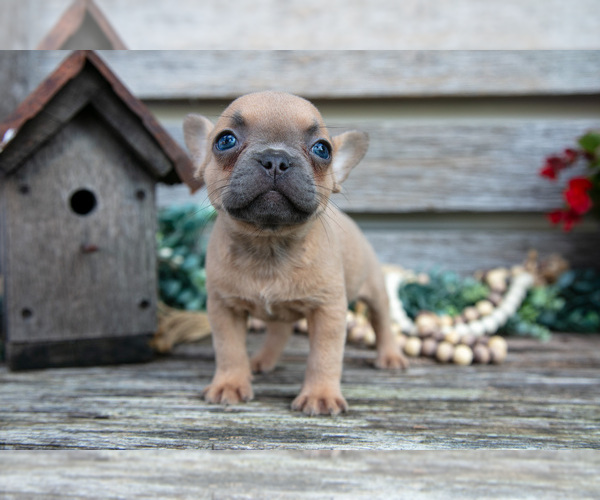Medium Photo #28 French Bulldog Puppy For Sale in BALTIC, OH, USA
