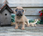 Small Photo #28 French Bulldog Puppy For Sale in BALTIC, OH, USA