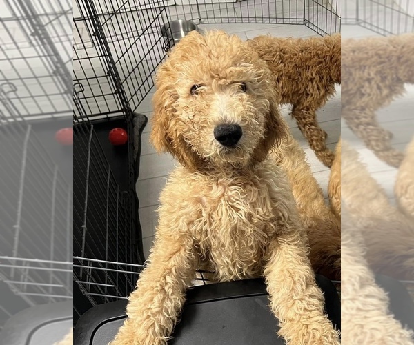 Medium Photo #2 Goldendoodle Puppy For Sale in MIAMI, FL, USA