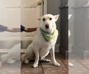 - Mix Dogs for adoption in Hoffman Estates, IL, USA