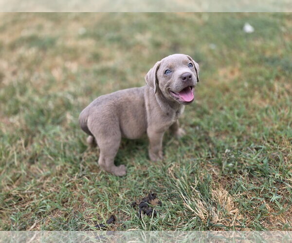Medium Photo #10 Labrador Retriever-Unknown Mix Puppy For Sale in McKinney, TX, USA