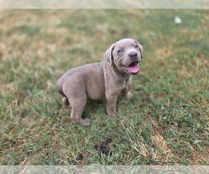 Buffy - Female Labrador Retriever-Unknown Mix Dog for Adoption - Photo #10