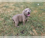 Small Photo #10 Labrador Retriever-Unknown Mix Puppy For Sale in McKinney, TX, USA