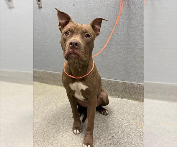 Medium Photo #1 American Pit Bull Terrier-Unknown Mix Puppy For Sale in Las Vegas, NV, USA