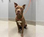 Small American Pit Bull Terrier Mix