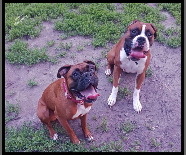 Medium Photo #5 Boxer Puppy For Sale in Woodbury, MN, USA