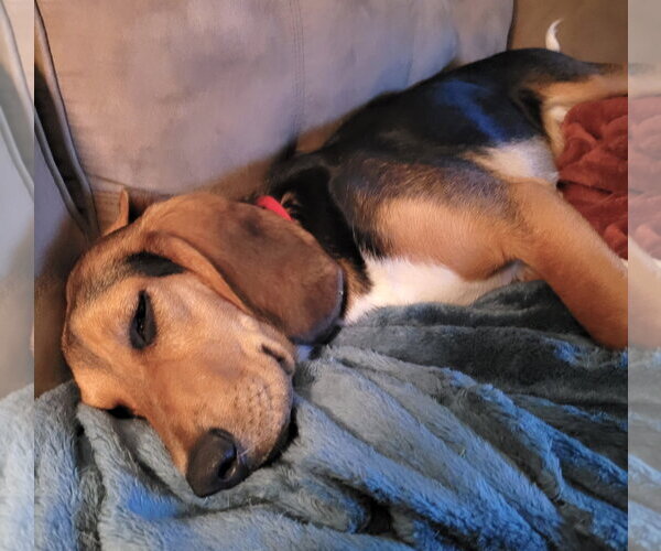 Medium Photo #5 Beagle Puppy For Sale in Dunnellon, FL, USA