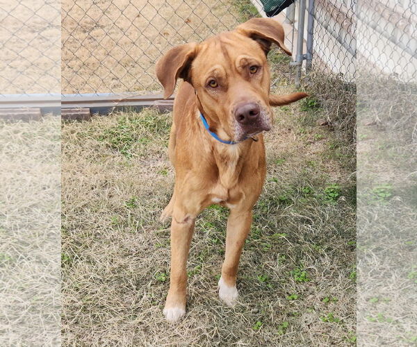 Medium Photo #4 Mutt Puppy For Sale in Clinton, OK, USA