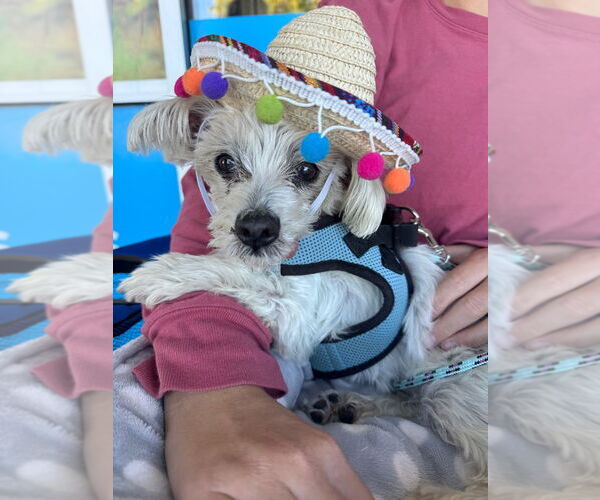 Medium Photo #2 Maltese Puppy For Sale in Lawrenceville, NJ, USA